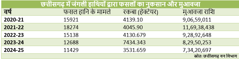 छत्तीसगढ़: हाथियों से फसलों को नुकसान और मुआवजा ‘ऊँट के मुँह में जीरा’ 