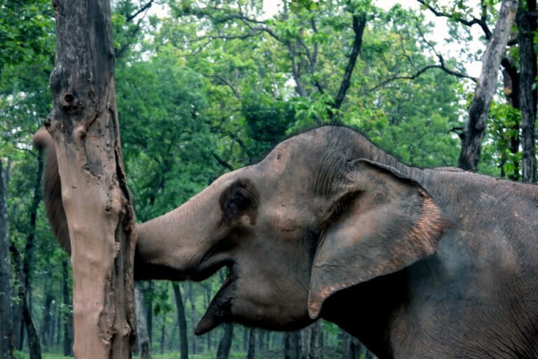 हाथी छत्तीसगढ़ में हैं लेकिन छत्तीसगढ़ में मानव-हाथी संघर्ष देश का 15 फ़ीसदी है। तस्वीर- आलोक प्रकाश पुुतुल/मोंगाबे