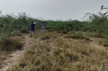 बन्नी घास के मैदानों के करीब आधे हिस्से में विलायती बबूल है जिससे मिट्टी के कार्बन पर असर पड़ता है। तस्वीर: मनन भान।