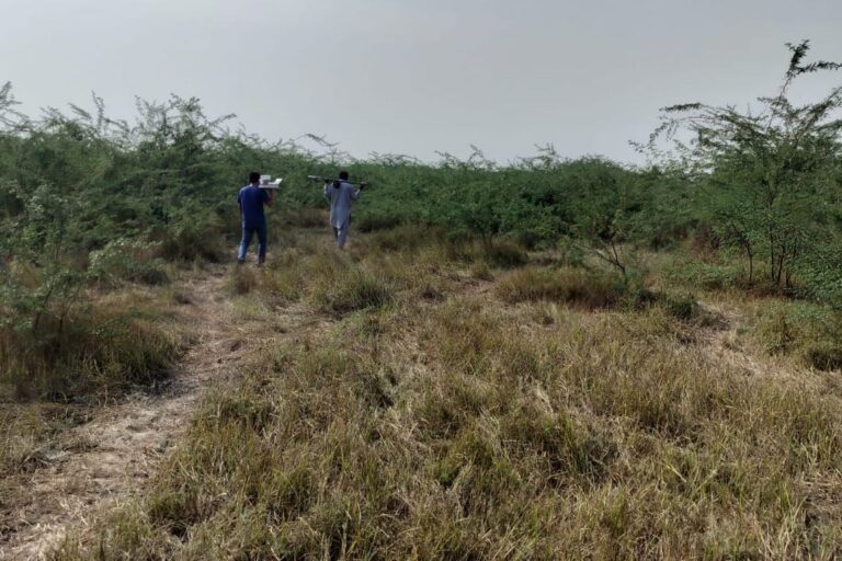 बन्नी घास के मैदानों के करीब आधे हिस्से में विलायती बबूल है जिससे मिट्टी के कार्बन पर असर पड़ता है। तस्वीर: मनन भान।