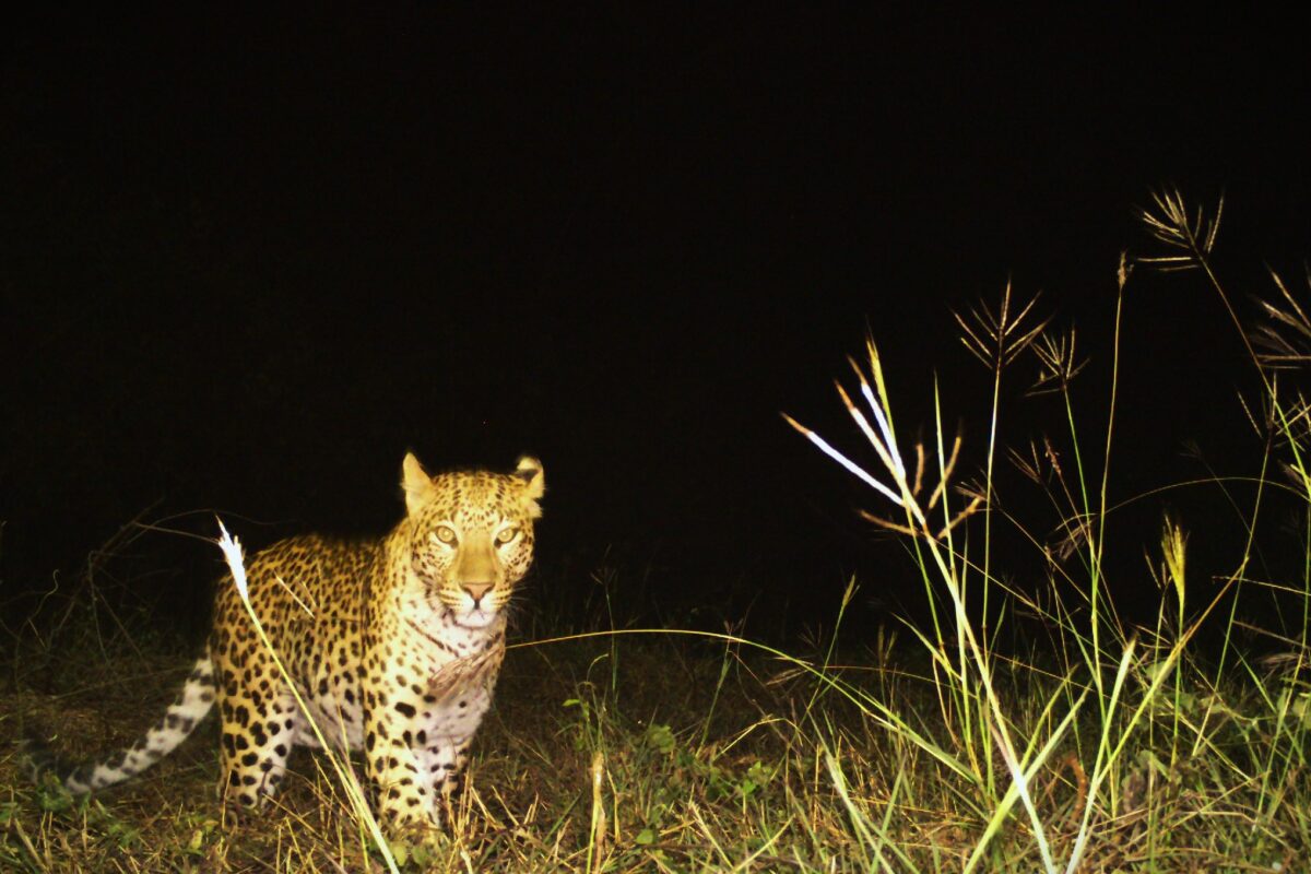 मध्य प्रदेश में कैमरे ट्रैप में कैद एक तेंदुआ। तस्वीर-अनिरुद्ध मजूमदार