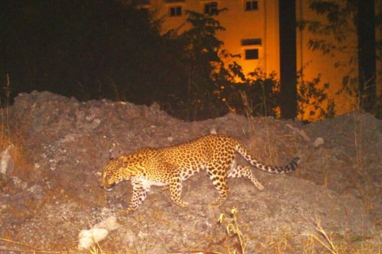 मध्य प्रदेश के एक शहरी इलाके में घूमता हुआ तेंदुआ। तस्वीर-अनिरुद्ध मजूमदार