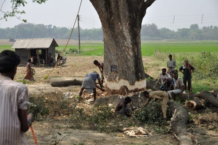 पश्चिम बंगाल में 2013 में काटा जा रहा पेड़। विकिमीडिया कॉमन्स (CC BY 3.0) के जरिए बिस्वरूप गांगुली द्वारा ली गई तस्वीर।