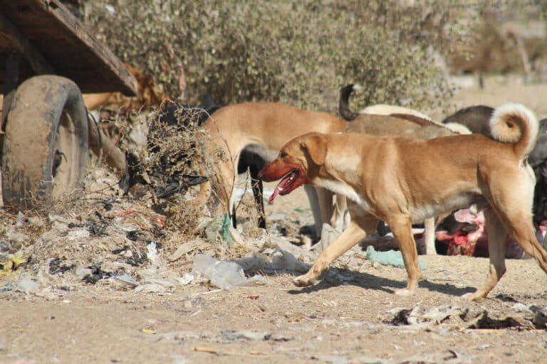 नियमित टीकाकरण कुत्तों को रेबीज जैसी घातक बीमारियों से बचाता है और इंसान–कुत्ता संघर्ष को कम करने में अहम भूमिका निभाता है। तस्वीर- अखिलेश कुमार/भारतीय जैवविविधता संरक्षण संस्थान