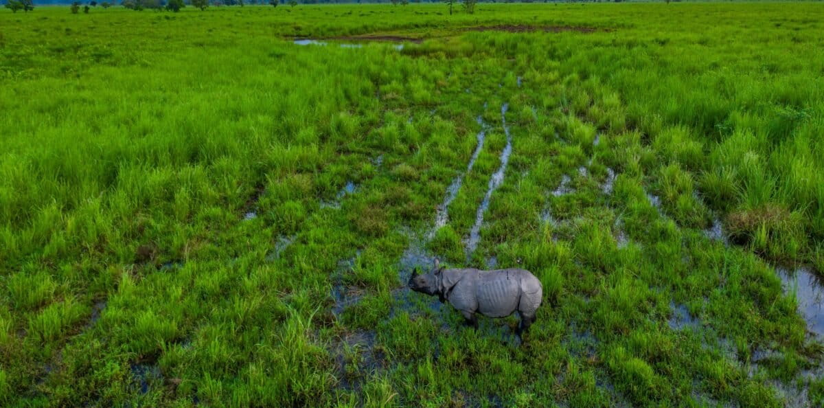 मानस राष्ट्रीय उद्यान में एक गैंडा। तस्वीर: फील्ड डायरेक्टर कार्यालय, मानस टाइगर रिज़र्व।
