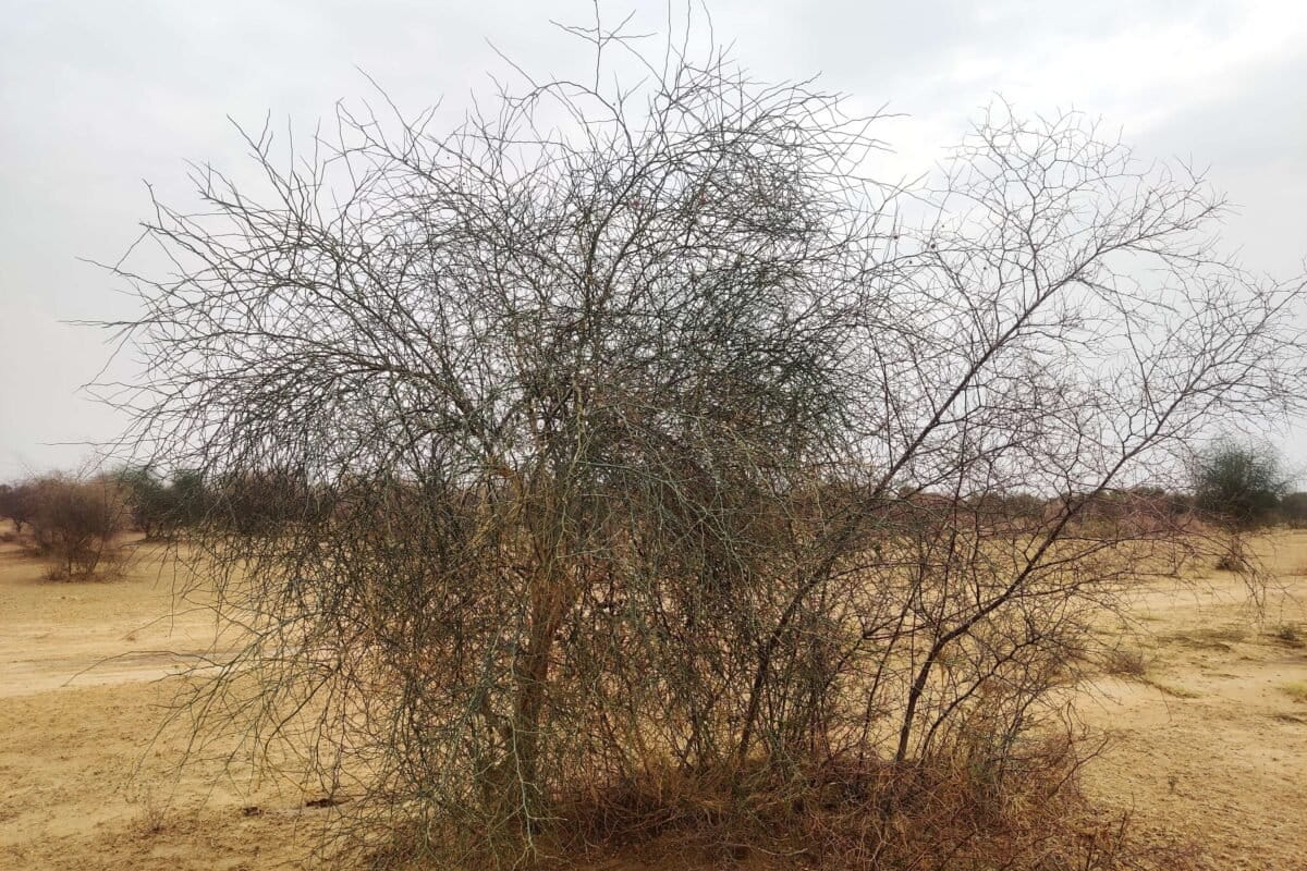 केर का पेड़ ओरण, गोचर, खेत की मेड़ या खाली जमीन पर होता है। तस्वीर -विशाल कुमार जैन\मोंगाबे