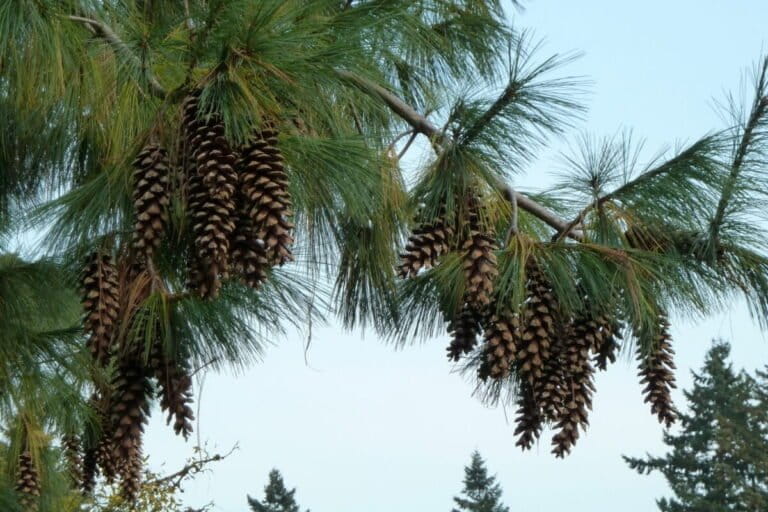 हिमालयी चीड़ का पेड़। प्रतिनिधि तस्वीर: विकिमीडिया कॉमन्स (CC BY 2.0) के जरिए वेंडी कटलर द्वारा ली गई तस्वीर।