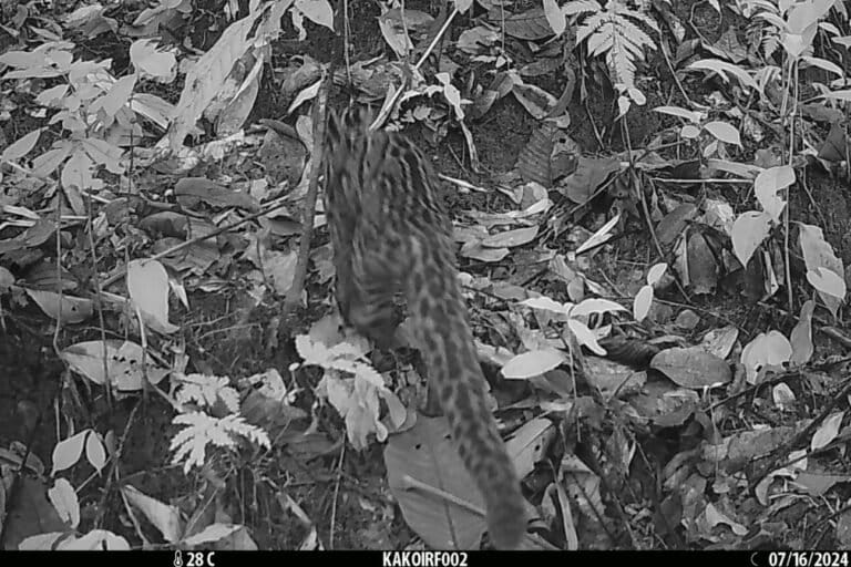 असम के उत्तरी लखीमपुर जिले के काकोई रिजर्व फ़ॉरेस्ट में मार्बल कैट (पार्डोफेलिस मार्मोराटा) का पहला फोटोग्राफिक साक्ष्य दर्ज किया गया। यह देश में छोटी जंगली बिल्लियों की रिसर्च के क्षेत्र में एक बड़ी उपलब्धि है। तस्वीर - अभिजीत कोंवर।