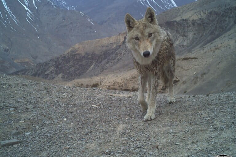 कैमरा ट्रैप में कैद एक हिमालयन वुल्फ, जो ट्रांस-हिमालयी क्षेत्र में मध्यम आकार के मांसाहारी जीवों की उपस्थिति को दर्शाती है।तस्वीर साभार- वन्यजीव शाखा- हिमाचल प्रदेश वन विभाग और नेचर कंज़र्वेशन फाउंडेशन