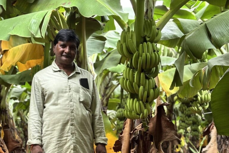 आर्थिक लाभ से प्रेरित होकर, आंध्र प्रदेश के किसान माइक्रो सिंचाई पर निर्भर होकर केले जैसी अधिक पानी वाली फसलों की ओर लौट रहे हैं। अनंतपुर के रहने वाले रामनमूर्ति जोन्ना को 2023 में सूखे के कारण केले की फसल का नुकसान हुआ, लेकिन नुकसान की भरपाई के लिए वह अभी भी इसकी खेती कर रहे हैं। तस्वीर- अनुपमा चंद्रशेखरन।