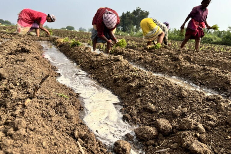 खेतों में काम करते हुए किसान। भारत दुनिया का सबसे बड़ा भूजल उपयोगकर्ता है। वर्ष 2023 में भारत ने 241.3 अरब घन मीटर भूजल निकाला — जो अमेरिका और चीन के संयुक्त उपयोग से भी अधिक है। तस्वीर: अनुपमा चंद्रशेखरन।