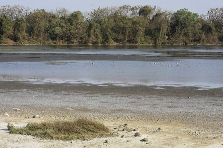 डीपीएस फ्लेमिंगो झील के सूखे किनारे और शैवाल से ढकी पानी की सतह। तस्वीर- ईशा लोहिया, मोंगाबे