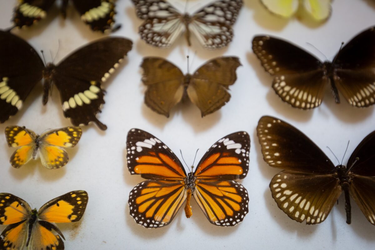 लैब में तितली के नमूने। इस लैब की स्थापना 25 साल पहले बेंगलुरु स्थित अशोक ट्रस्ट फॉर रिसर्च इन इकोलॉजी एंड द एनवायरनमेंट (एटीआरईई) में की गई थी। तस्वीर- अभिषेक एन. चिन्नप्पा।