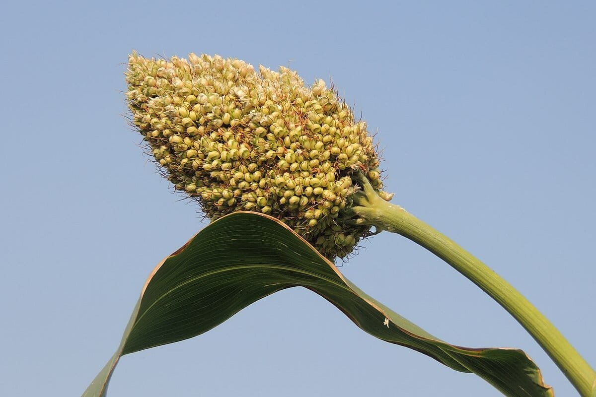 ज्वार की फसल। तस्वीर- MGB CEE, विकिमीडिया कॉमन्स (CC BY-SA 4.0) 