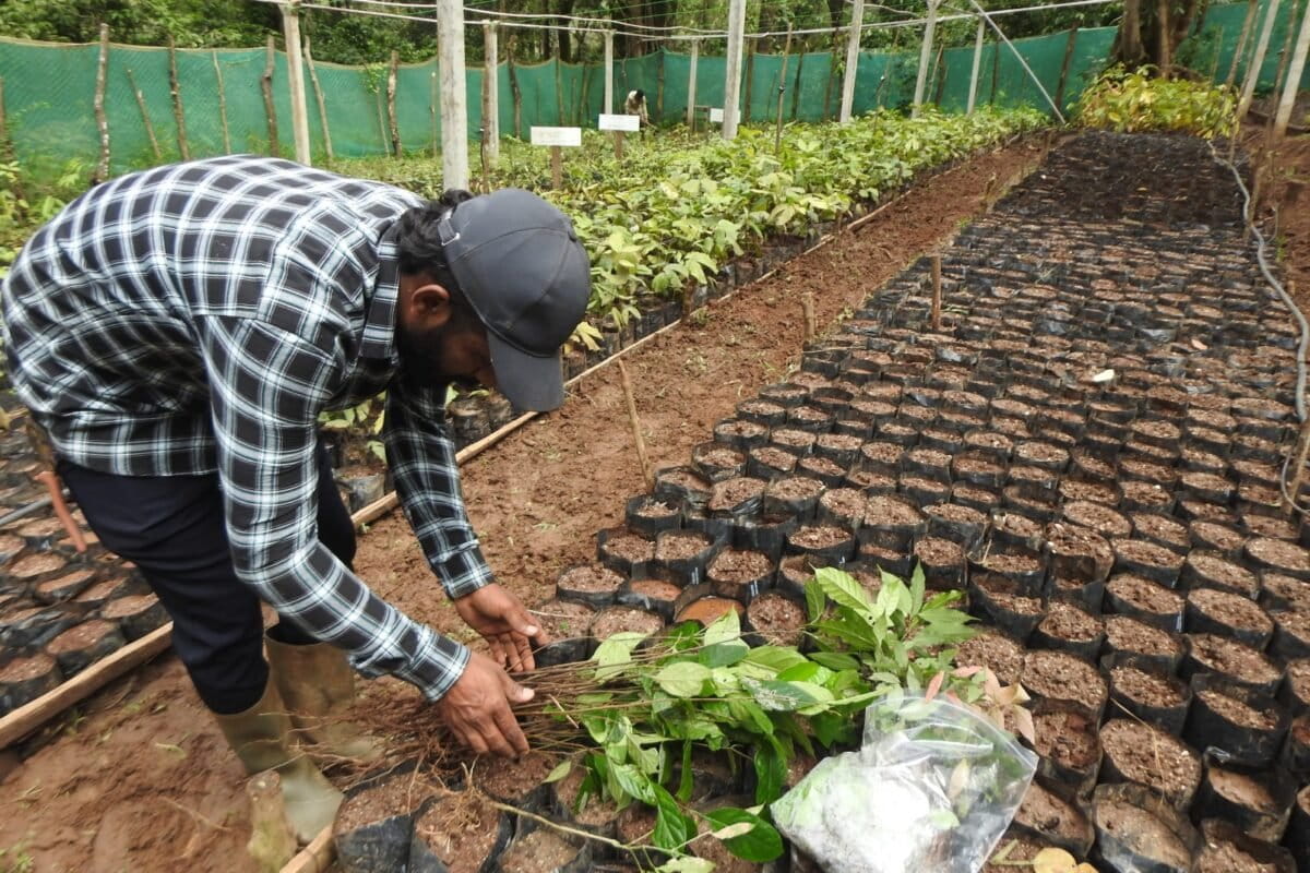 कॉफी एग्रीफार्म से इकट्ठा कई देशी वृक्ष प्रजातियों के पौधों को एक नर्सरी में लगाया जा रहा है। किसान आमतौर पर कैनोपी प्रूनिंग के दौरान जिन बीजों को हटा देते हैं, उन्हें जंगलों को फिर से हरा-भरा करने के लिए इस्तेमाल किया जा सकता है। तस्वीर- विजय कुमार।