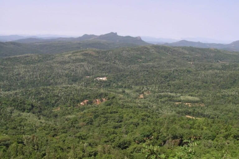 कर्नाटक के चिकमंगलूर में छायादार कॉफी के बागान और बचे हुए प्राकृतिक वन पेड़ों की एक सघन कैनेपी बनाते हैं। पश्चिमी घाट से आई नई रिसर्च बताती है कि कॉफी के बागान जंगलों को फिर से हरा-भरा करने के लिए बीज और पौधों का स्रोत हो सकते हैं। तस्वीर- आनंद ओसुरी।