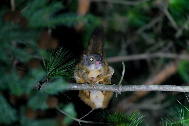 जंगली बिल्लियों के अलावा, डब्ल्यूडब्ल्यूएफ-इंडिया द्वारा किए गए सर्वेक्षण में 4,506 मीटर की ऊंचाई पर ग्रे-हेडेड फ्लाइंग गिलहरी (पेटौरिस्टा कैनिसेप्स) का भी रिकॉर्ड दर्ज किया गया है। प्रतिनिधि तस्वीर: विकिमीडिया कॉमन्स (CC BY-SA 4.0) के जरिए सन जियाओ द्वारा ली गई तस्वीर।