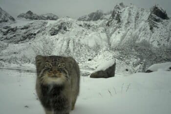 साल 2024 में डब्ल्यूडब्ल्यूएफ-इंडिया की ओर से किए गए एक सर्वेक्षण के दौरान अरुणाचल प्रदेश में पहली बार मानुल की तस्वीर ली गई थी। इस सर्वेक्षण में सामान्य तेंदुआ, मार्बल कैट और हिम तेंदुआ जैसी अन्य जंगली बिल्लियों के सबसे ज्यादा ऊंचाई पर पाए जाने का भी पता चला। तस्वीर डब्ल्यूडब्ल्यूएफ-इंडिया के सौजन्य से।