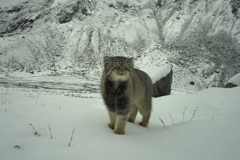 मानुल या पलासेस कैट। जिस सर्वेक्षण में बिल्ली की तस्वीर ली गई, उसमें ब्रोक्पा पशुपालक समुदाय की तस्वीरें भी ली गईं, जिनकी सदियों पुरानी पशुपालन परंपराएं वन्यजीवों के साथ सह-अस्तित्व को संभव बनाती हैं। तस्वीर डब्ल्यूडब्ल्यूएफ के सौजन्य से।