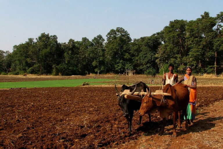 रिजर्व के पास रायपुर गांव में खेत जोतते हुए किसान। एक नए अध्ययन में बिखरे हुए बाघों की गतिविधियों के बारे में पता लगाया गया है, जो नए इलाकों की तलाश में खेतों और अन्य मानव बस्तियों से होकर गुजरते हैं। जहां बाघ जंगलों से होकर सुस्ताते हुए धीमी गति से चलते हैं, वहीं खेतों से गुजरते समय उनकी चाल तेज हो जाती है। प्रतिनिधि तस्वीर: अलोश बेनेट\विकिमीडिया कॉमन्स (CC BY 2.0)