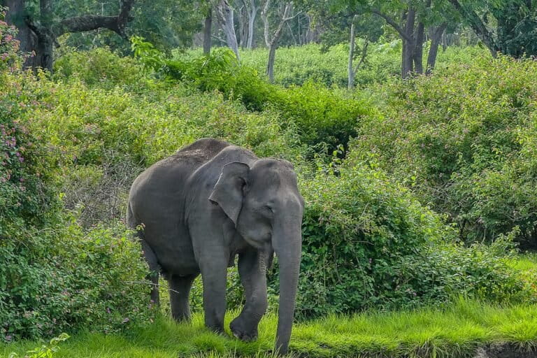 एशियाई हाथी की प्रतीकात्मक तस्वीर। तस्वीर - माइक प्रिंस, विकिमीडिया कॉमन्स (CC BY-SA 2.0)