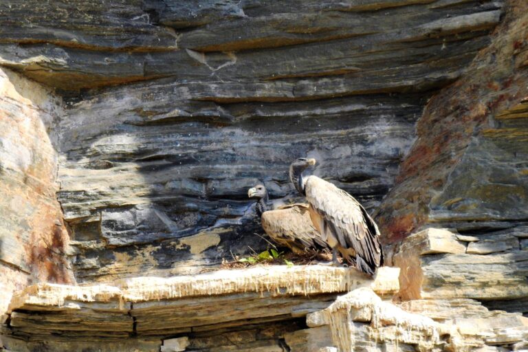 हालिया सालों में गिद्धों के घोसलों की संख्या में तेजी से कमी आई है। जहां 2019 में 23 घोंसले थे, वहीं 2022 और 2023 में इनकी संख्या घटकर महज एक रह गई। यह कागजनगर वन प्रभाग और तेलंगाना, महाराष्ट्र और छत्तीसगढ़ की सीमा पर दक्कन के पठार के आस-पास के हिस्सों में चट्टानों पर घोंसला बनाने वाली दो जगहों में है। तस्वीर - रविकांत मंजिर्याला।