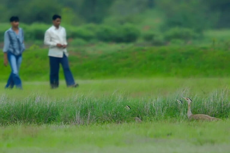 इस अध्ययन का लक्ष्य मानव-प्रधान परिदृश्यों (इंसानों के प्रभाव वाले इलाकों) में गोडावण के व्यवहार को समझना था। अध्ययन में 10 "गतिविधि समूह" पहचाने गए, जो ऐसे क्षेत्र थे जहां यह पक्षी कई दिनों तक रुका रहा। ये इलाके ज्यादातर खुली परती या बंजर भूमि और खरीफ की फसल वाले खेत थे। तस्वीर – धृतिमान मुखर्जी।