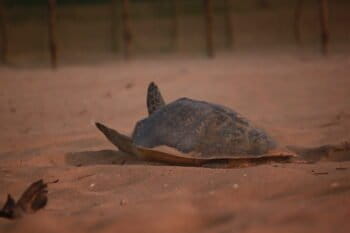 अभी-अभी अंडा देकर आई व्यस्क मादा कछुआ अपने अंडे को शिकारियों से बचाने के लिए उसे ढकती हुई। तस्वीर: कार्तिकेयन हेमलता