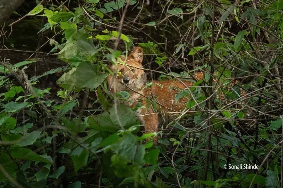 पुणे जिले के पानशेत में पहली बार दिखाई दिया ढोल। तस्वीर - सोनाली शिंदे द्वारा।