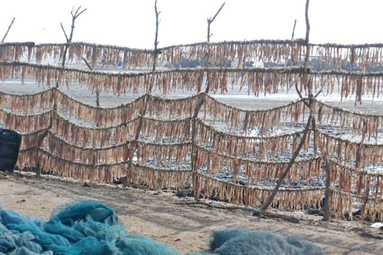 मुंद्रा में मछलियों को सुखाया जा रहा है। स्थानीय संगठनों के मुताबिक, डिसेलिनेशन प्लांट से निकलने वाला बेहद खारा पानी झींगों को मार रहा है। यह दहेज के दलदली इलाकों की मुख्य मछली है। तस्वीर- रवलीन कौर