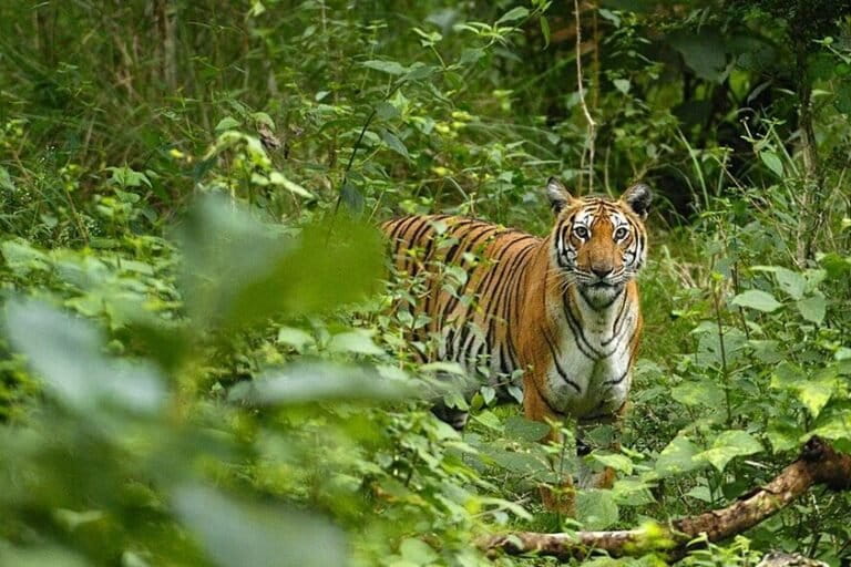 पश्चिमी घाट में एक बाघ। भारतीय वन्यजीव संस्थान के एक अध्ययन में ट्रैक कॉरिडोर पर बाघों सहित पांच बड़े से मध्यम आकार के मांसाहारी जीवों को दर्ज किया गया है। तस्वीर- कल्याण वर्मा, विकिमीडिया कॉमन्स, (CC BY-SA 4.0)