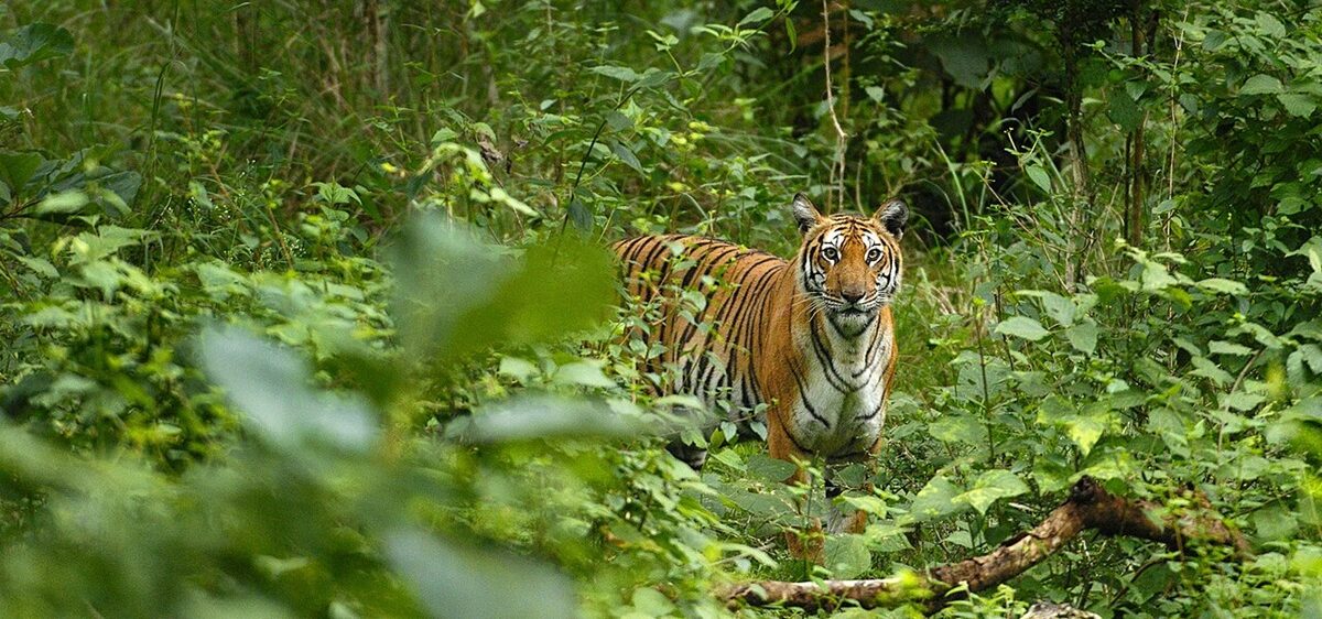 पश्चिमी घाट में एक बाघ। भारतीय वन्यजीव संस्थान के एक अध्ययन में ट्रैक कॉरिडोर पर बाघों सहित पांच बड़े से मध्यम आकार के मांसाहारी जीवों को दर्ज किया गया है। तस्वीर- कल्याण वर्मा, विकिमीडिया कॉमन्स, (CC BY-SA 4.0)
