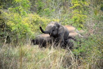 झारखंड में हाथियों की प्रतिनिधि तस्वीर। भारतीय वन्यजीव संस्थान की रिपोर्ट के मुताबिक 2000 से 2023 तक झारखंड के 480 गांवों में मानव-हाथी संघर्ष देखा गया। तस्वीर – दया शंकर श्रीवास्तव/मोंगाबे