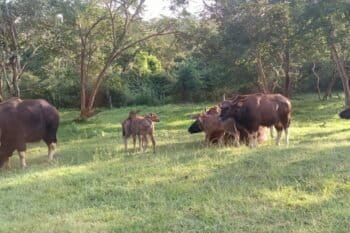 बंदीपुर टाइगर रिज़र्व में गौर का झुंड। इंडियन बाइसन या गौर एक मिक्स फीडर हैं जो पेड़ों से पत्तियां और जमीन की घास कहते हैं। तस्वीर - टी. रमेश