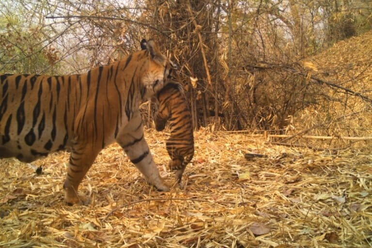 झुमरी अपने शावकों के साथ। छत्तीसगढ़ के अचानकमार टाइगर रिज़र्व में आने के बाद से, उसने तीन बार शावकों को जन्म दिया है। तस्वीर: अचानकमार टाइगर रिज़र्व से साभार।