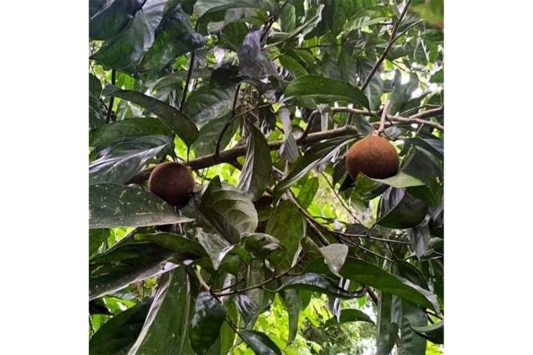 Chaoulmoogra-768×512