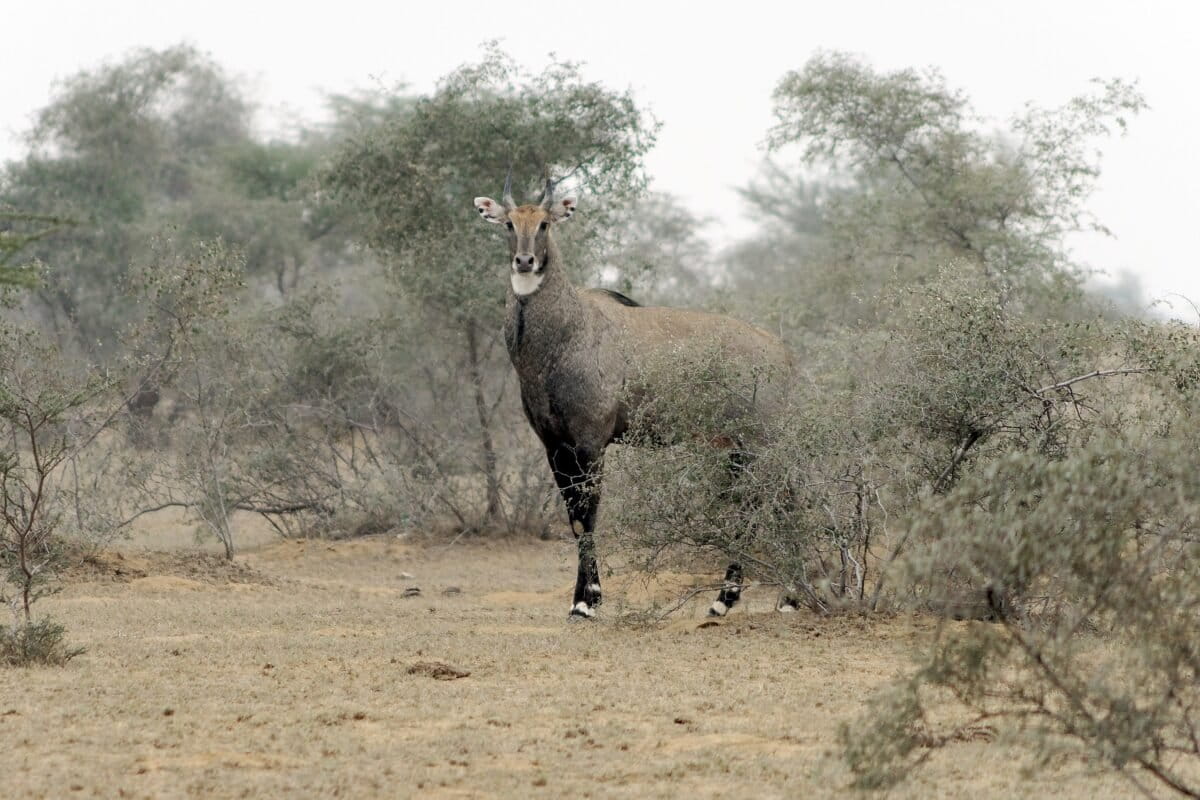 নীলগাই এশিয়ার বৃহত্তম হরিণ প্রজাতি। ছবি: জ্যাকুব হালুনের via Wikimedia Commons (CC BY-SA 4.0).