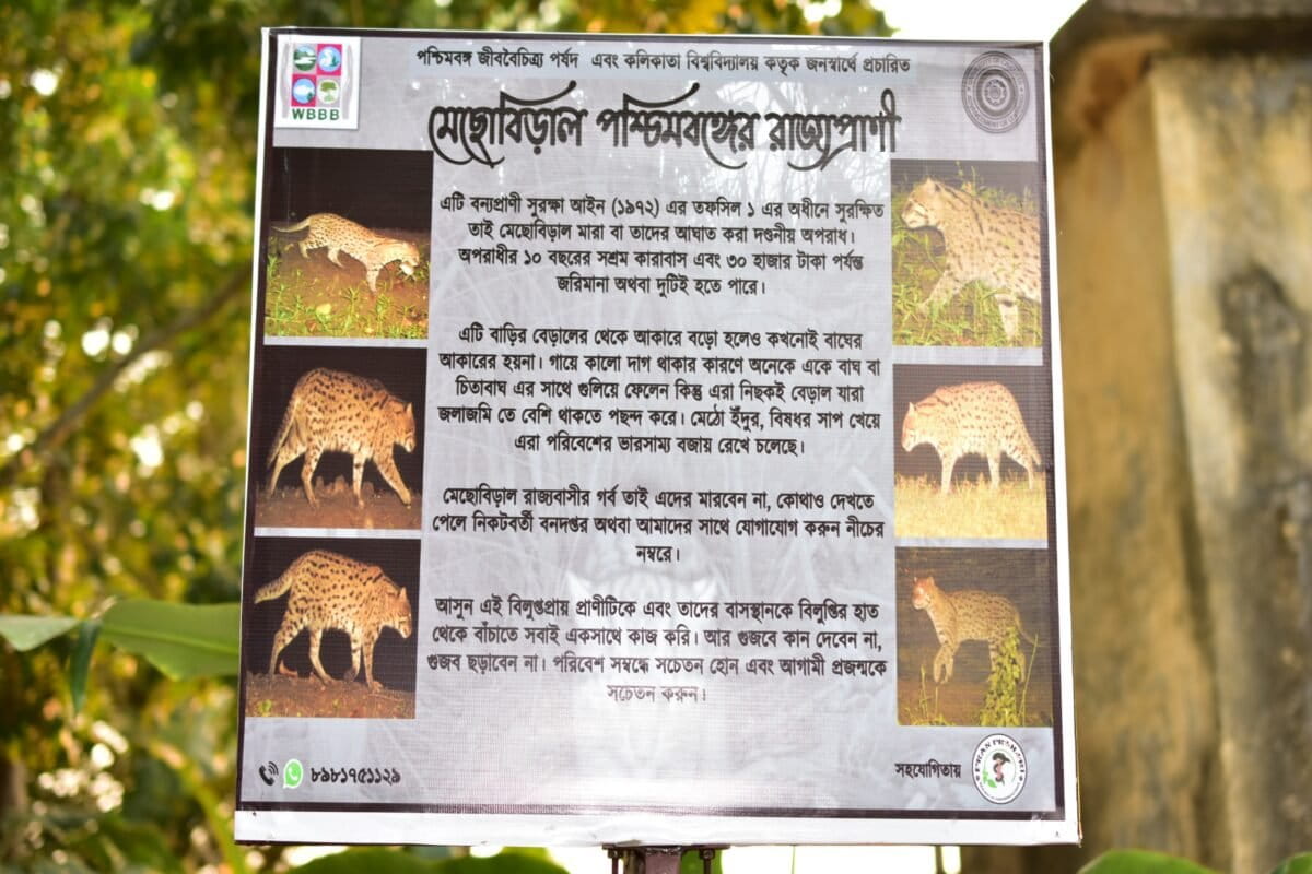 2. উত্তর ২৪ পরগনায় মেছোবিড়াল সম্পর্কে সচেতনতা বাড়ানোর জন্য একটি বোর্ড বসানো হয়েছে। প্রাণীটিকে অনেক সময় ভুল করে বাঘের সাথে সম্পর্কিত মনে করায় মানুষ প্রতিশোধমূলক হত্যাকান্ড চালায়। যদিও মানুষের ওপর এদের আক্রমণের কোনও রেকর্ড নেই। ছবি: সম্রাট চক্রবর্তী